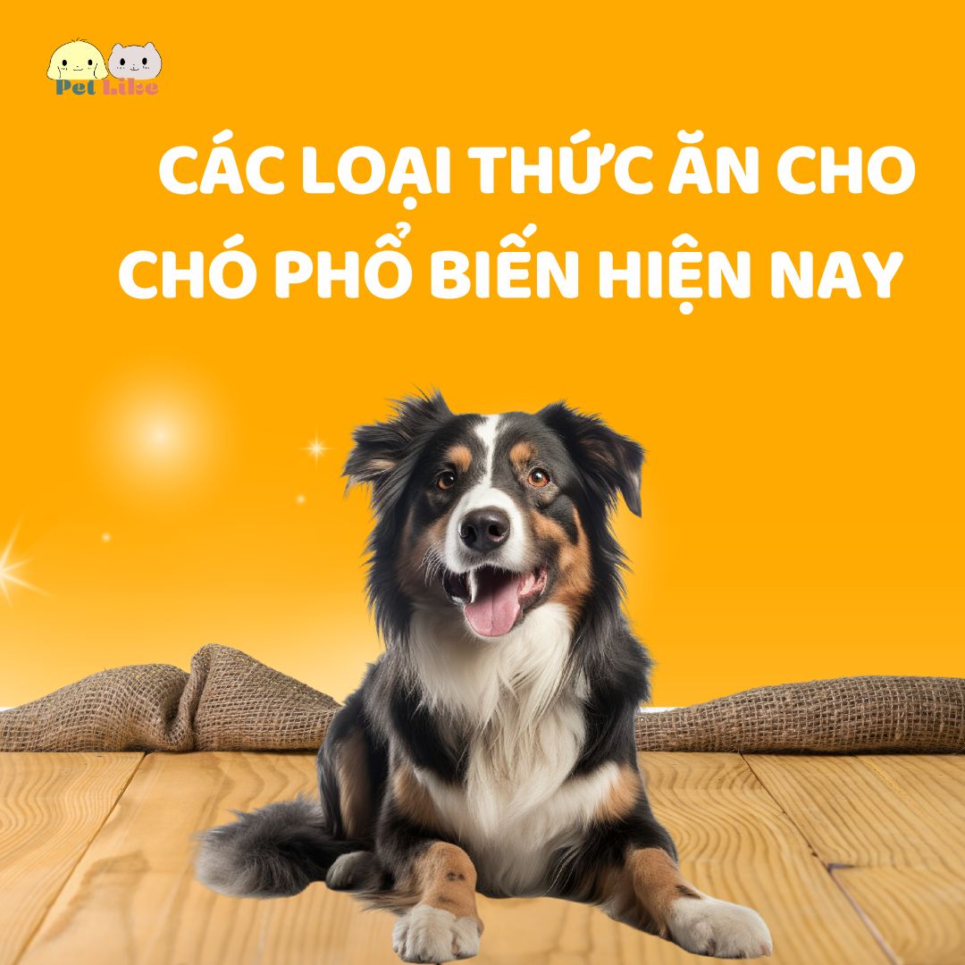 CÁC LOẠI THỨC ĂN CHO CHÓ PHỔ BIẾN HIỆN NAY 