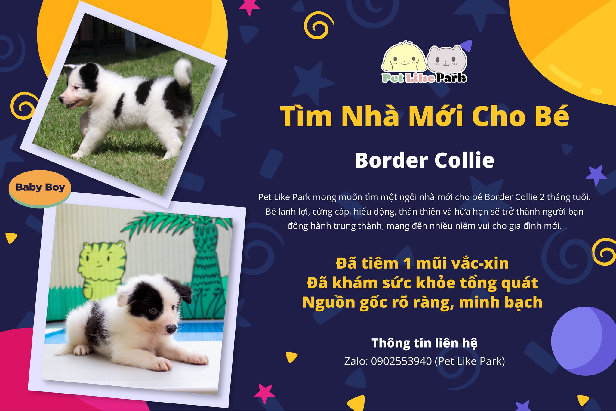 Looking for a new home for a Border Collie ✨🐾